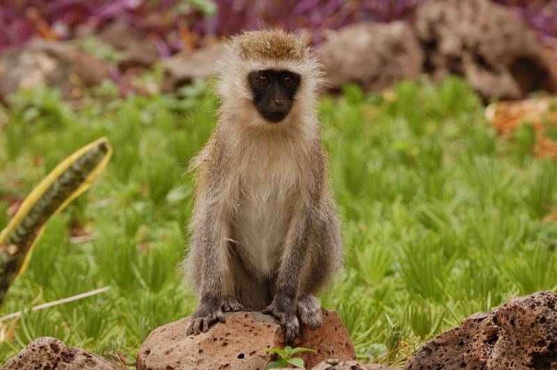 Illustration for article titled Out of Africa. Monkey Business.